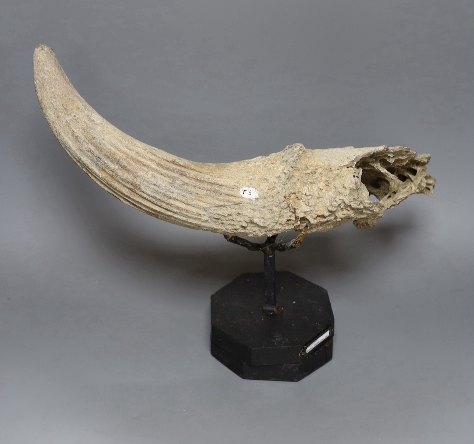 A bison horn on stand, shaped as a claw with museum label 